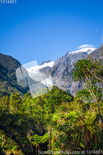 Image of Franz Josef glacier and rain forest, New Zealand