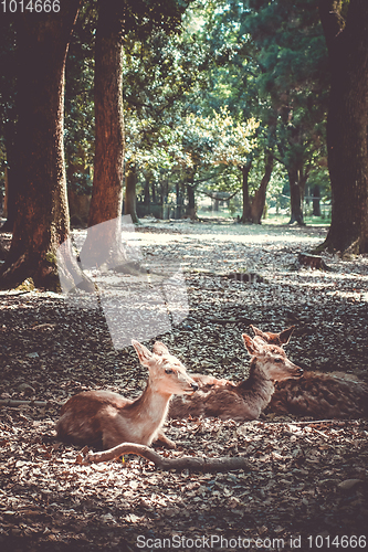 Image of Sika deers Nara Park forest, Japan