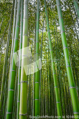 Image of Arashiyama bamboo forest, Kyoto, Japan