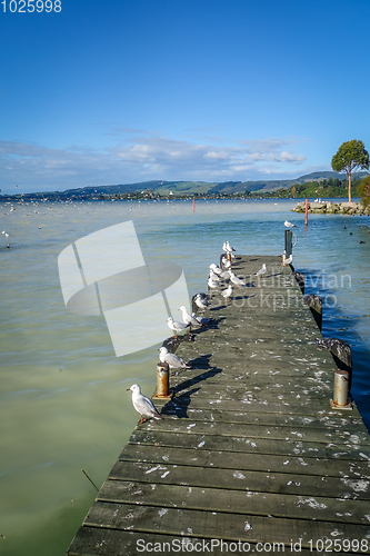 Image of Seagulls on wooden pier, Rotorua lake , New Zealand