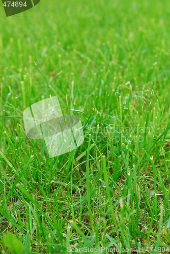 Image of Grass