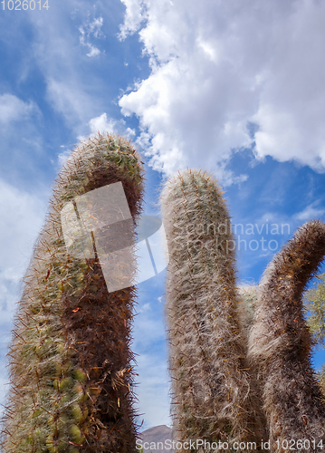 Image of Hairy Cactus in the desert