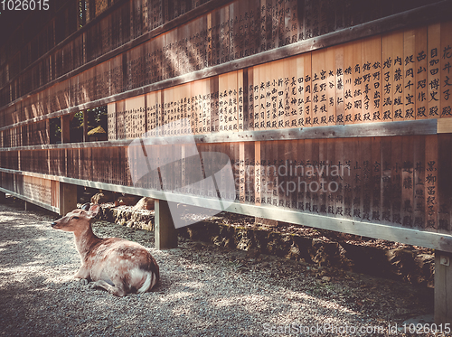 Image of Deer in front of Wooden tablets, Nara, Japan