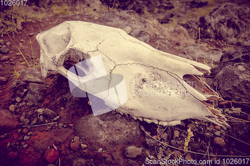 Image of Horse skull and bones