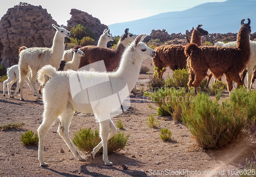 Image of Lamas herd in Bolivia