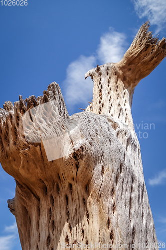 Image of Dry giant cactus in the desert, Argentina