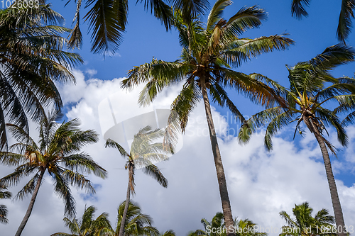 Image of Palm trees on Anakena beach, easter island