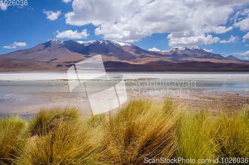 Image of Laguna Honda in sud Lipez Altiplano reserva, Bolivia