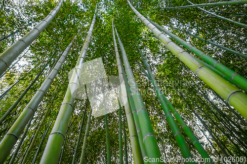 Image of Arashiyama bamboo forest, Kyoto, Japan