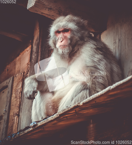 Image of Japanese macaque on a rooftop, watayama monkey park, Kyoto, Japa
