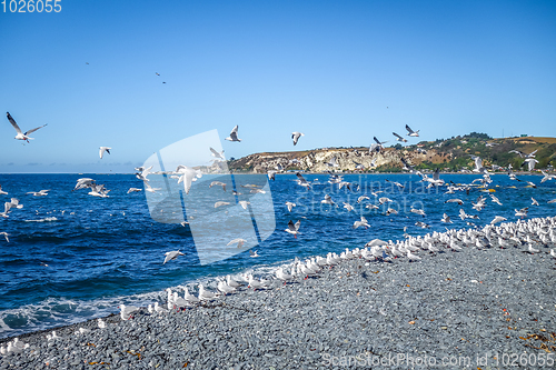 Image of Seagulls on Kaikoura beach, New Zealand