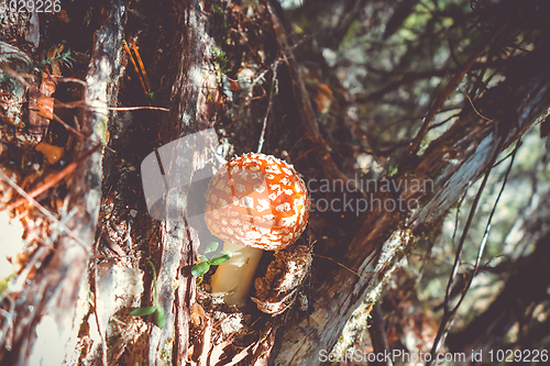 Image of Amanita muscaria. fly agaric toadstool