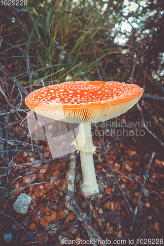 Image of Amanita muscaria. fly agaric toadstool