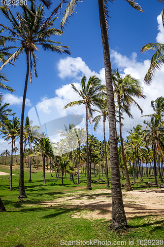 Image of Palm trees on Anakena beach, easter island