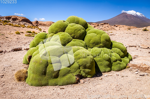 Image of Rock covered with moss in Bolivian sud lipez