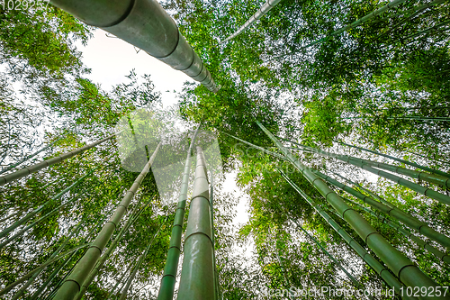 Image of Arashiyama bamboo forest, Kyoto, Japan