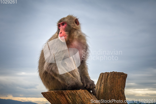 Image of Japanese macaque on a trunk, Iwatayama monkey park, Kyoto, Japan