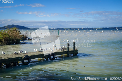 Image of Seagulls on wooden pier, Rotorua lake , New Zealand