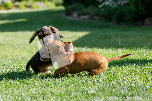 Image of cute female of brown dachshund play with other dog in summer garden, european champion, breeding station, outdoor portrait on green grass