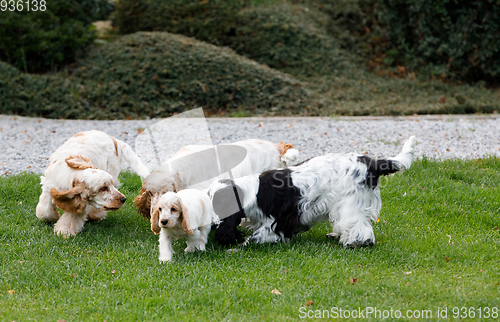 Image of purebred English Cocker Spaniel with puppy