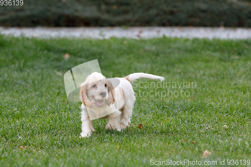 Image of purebred English Cocker Spaniel puppy