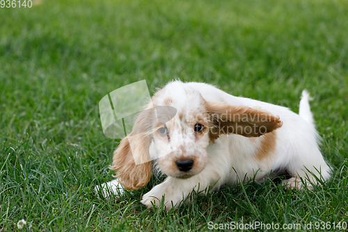 Image of purebred English Cocker Spaniel puppy