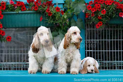 Image of purebred English Cocker Spaniel with puppy