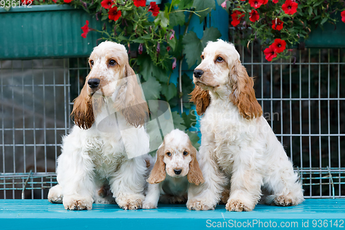 Image of purebred English Cocker Spaniel with puppy