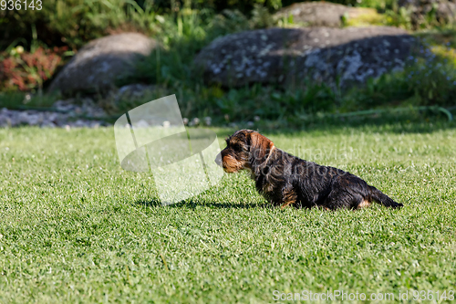 Image of cute female of brown dachshund in summer garden, european champion, breeding station, outdoor portrait on green grass