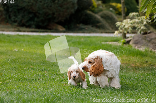 Image of purebred English Cocker Spaniel with puppy