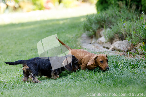 Image of cute female of brown dachshund in summer garden