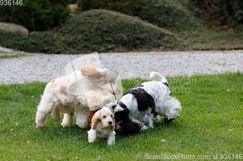 Image of purebred English Cocker Spaniel with puppy