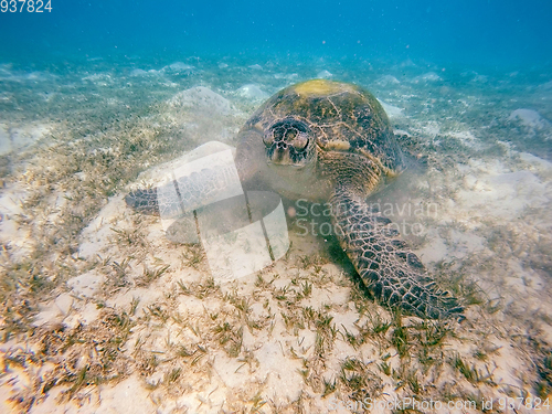 Image of big Adult green sea turtle (Chelonia mydas)