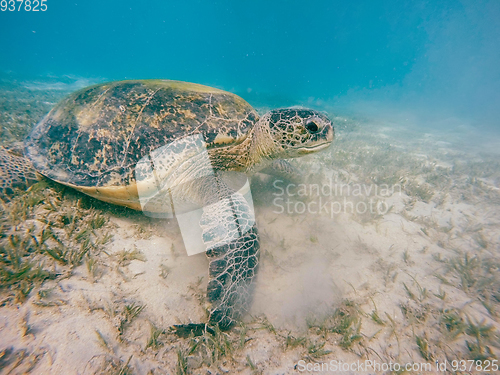 Image of big Adult green sea turtle (Chelonia mydas)