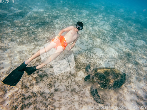 Image of Young boy Snorkel swim with green sea turtle, Egypt