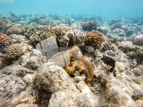 Image of reef octopus (Octopus cyanea) on coral garden