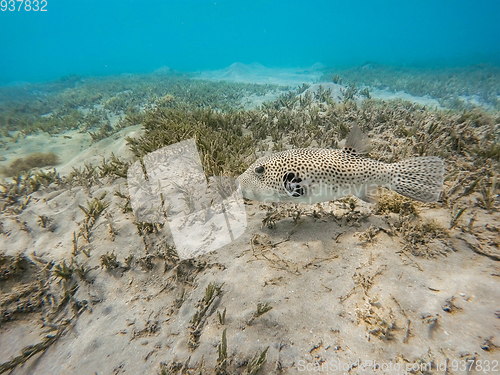 Image of Stellate puffer fish (Arothron stellatus)