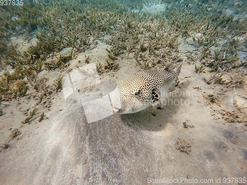 Image of Stellate puffer fish (Arothron stellatus)