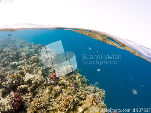 Image of Underwater surface split view of coral fish