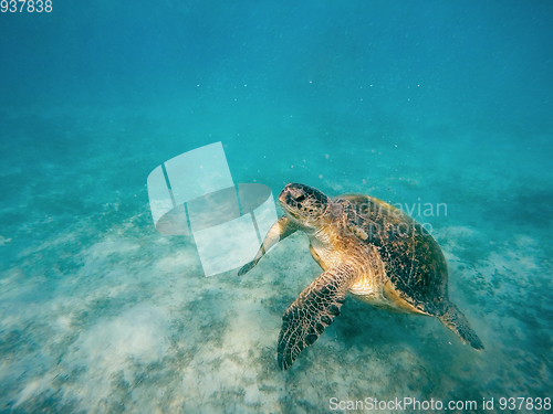 Image of big Adult green sea turtle (Chelonia mydas)