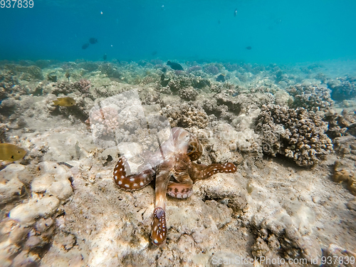 Image of reef octopus (Octopus cyanea) on coral garden