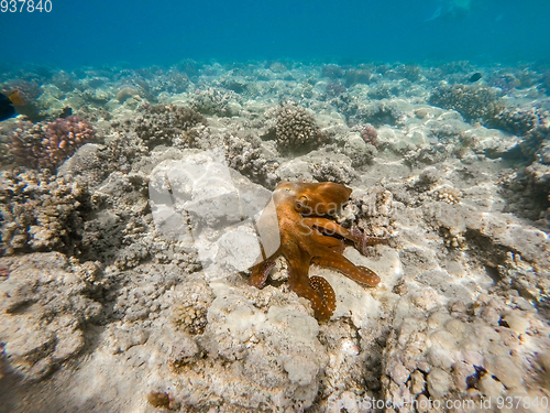 Image of reef octopus (Octopus cyanea) on coral garden