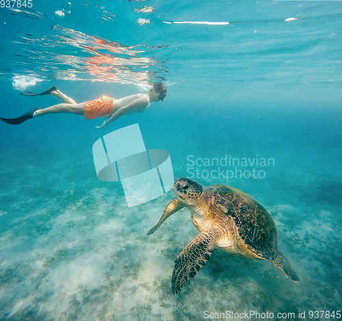 Image of Young boy Snorkel swim with green sea turtle, Egypt