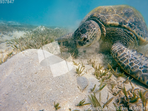 Image of big Adult green sea turtle (Chelonia mydas)