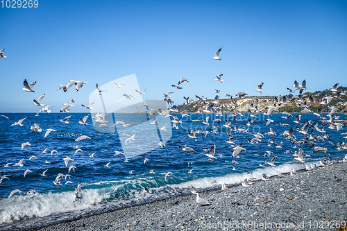 Image of Seagulls on Kaikoura beach, New Zealand