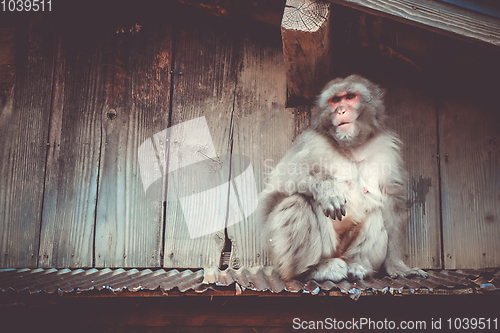 Image of Japanese macaque on a rooftop, watayama monkey park, Kyoto, Japa