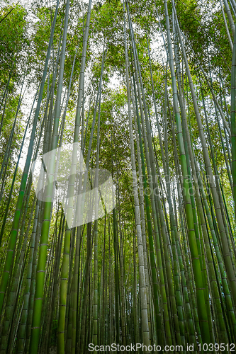 Image of Arashiyama bamboo forest, Kyoto, Japan