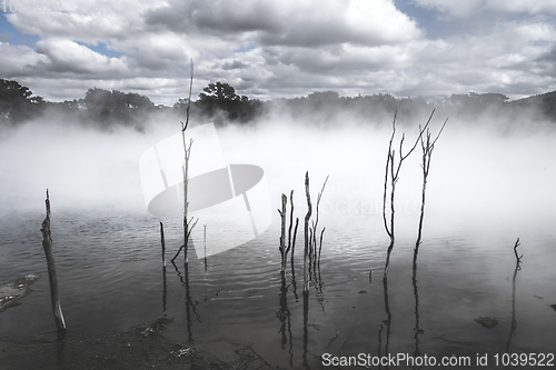 Image of Misty lake and forest in Rotorua, New Zealand