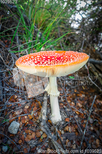 Image of Amanita muscaria. fly agaric toadstool