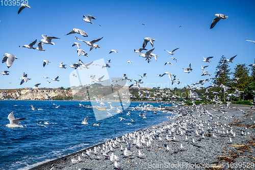 Image of Seagulls on Kaikoura beach, New Zealand